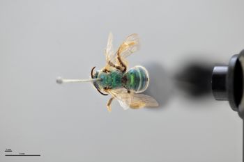 Media type: image;   Entomology 592583 Aspect: habitus dorsal view